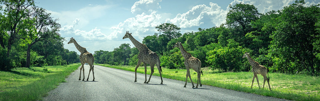Namibiaexpeditionen 2025